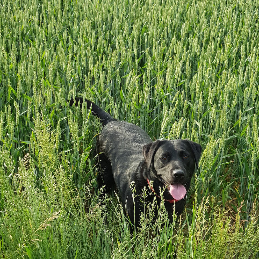 North Kingsfield Holiday Cottages pet friendly cottages